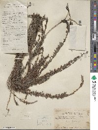 Lespedeza juncea image