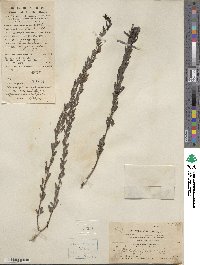 Lespedeza juncea image