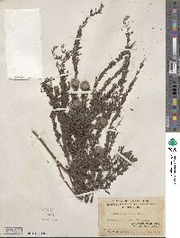 Lespedeza juncea image