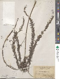 Lespedeza juncea image