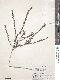 Lespedeza cuneata image