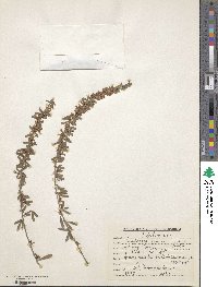 Lespedeza juncea var. variegata image