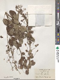 Lespedeza thunbergii subsp. patens image