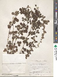 Lespedeza pilosa image