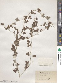 Lespedeza pilosa image