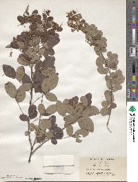 Lespedeza homoloba image