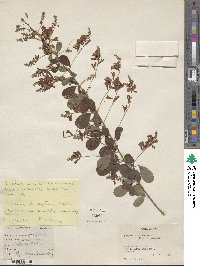 Lespedeza homoloba image