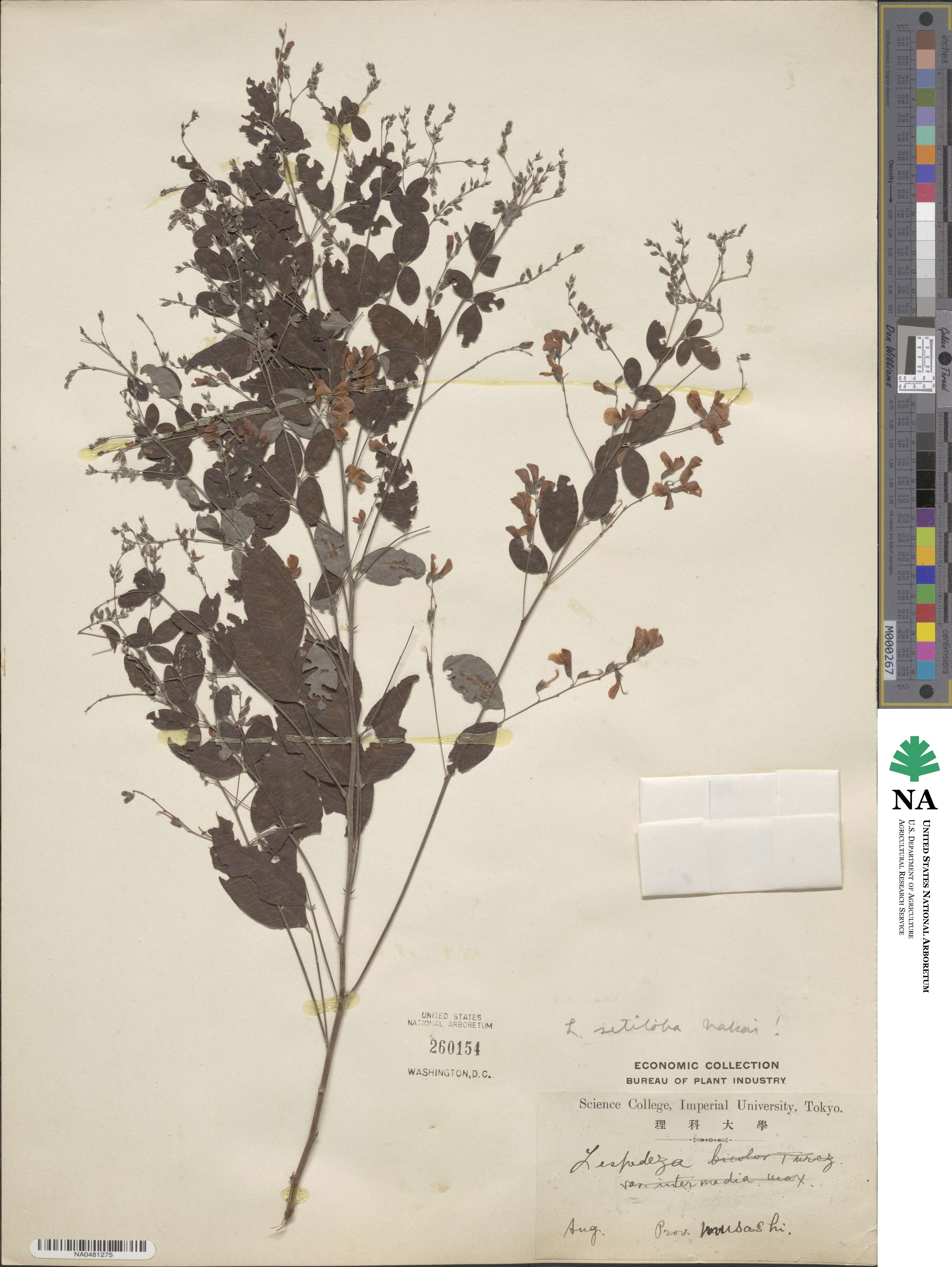 Lespedeza bicolor image