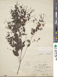 Lespedeza bicolor image