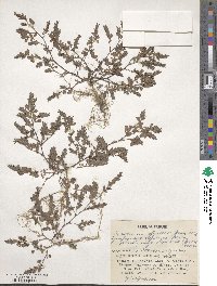 Kummerowia stipulacea image