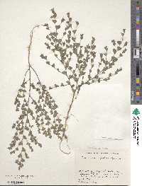 Kummerowia stipulacea image