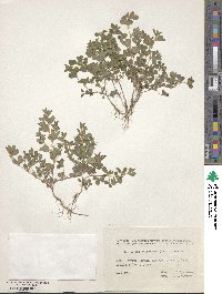 Kummerowia stipulacea image