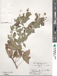 Lespedeza thunbergii image