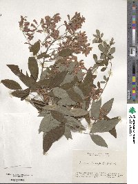 Lespedeza thunbergii image