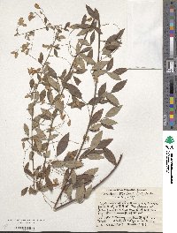 Lespedeza thunbergii image