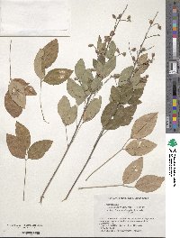 Lespedeza thunbergii image