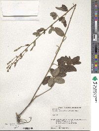 Lespedeza tomentosa image