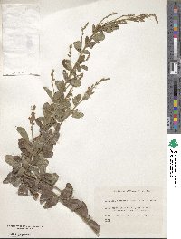 Lespedeza tomentosa image