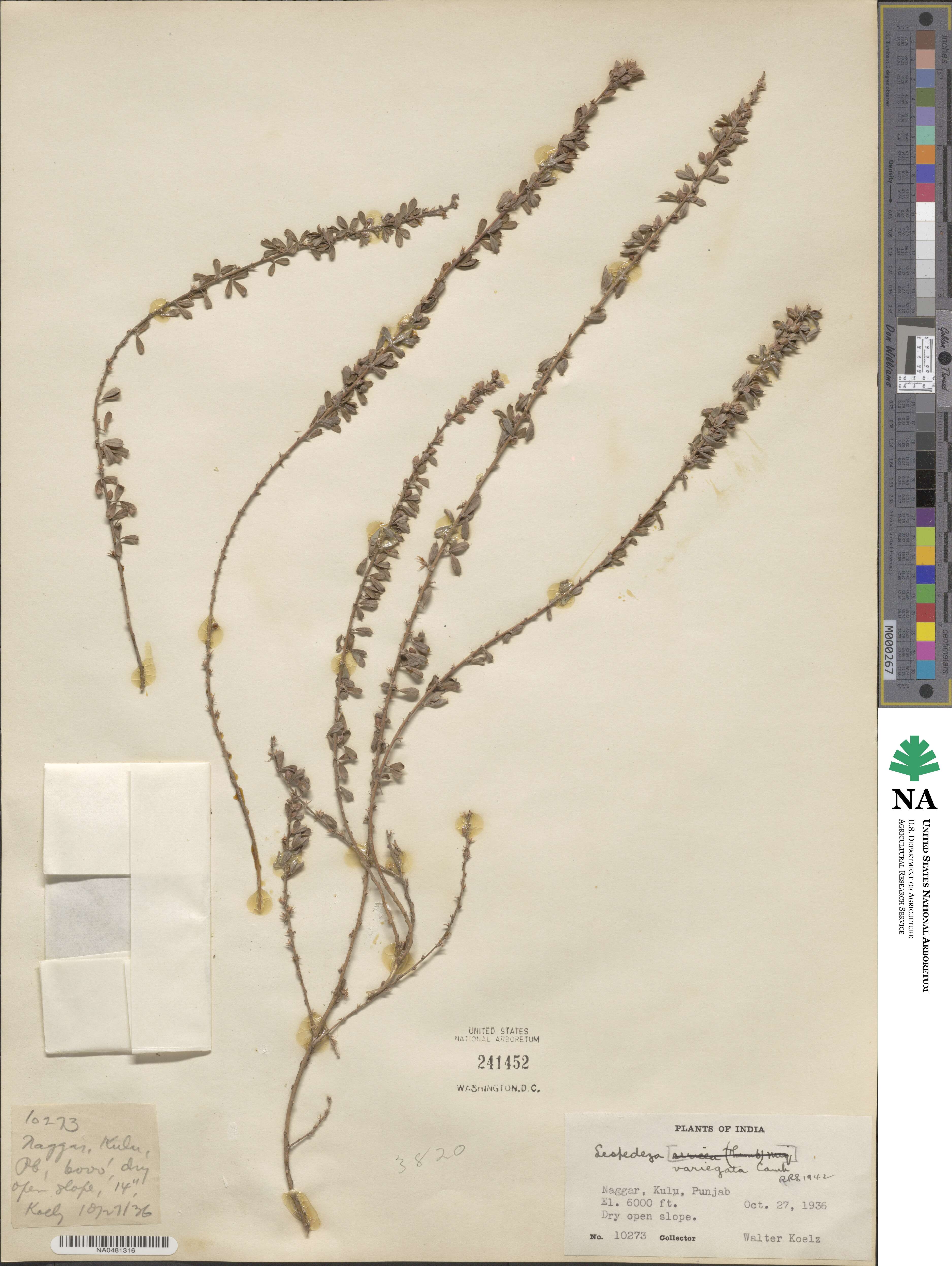 Lespedeza juncea image