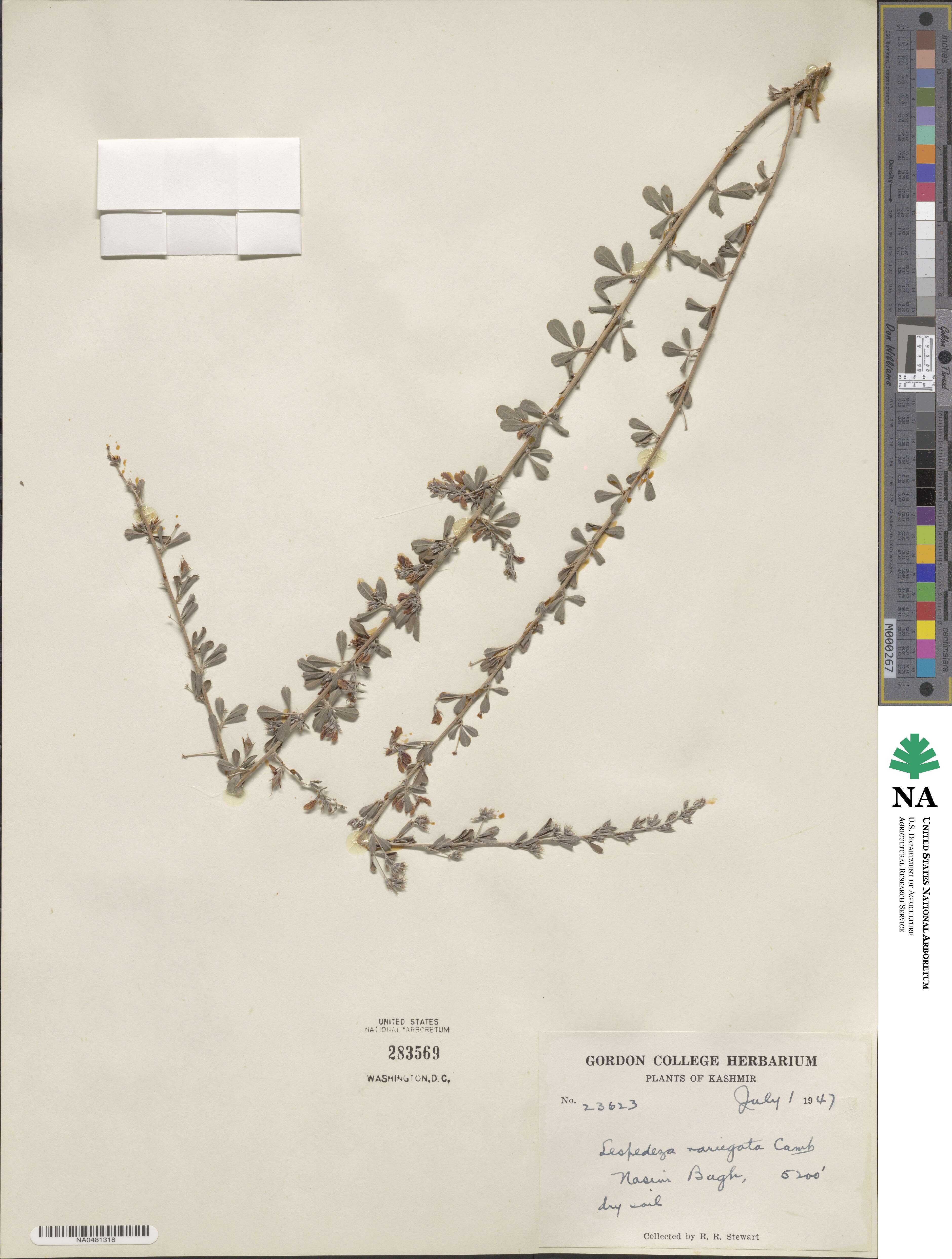Lespedeza juncea image