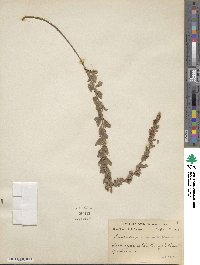 Lespedeza juncea image