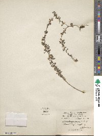 Lespedeza juncea image