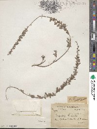 Lespedeza juncea var. variegata image