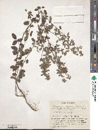 Lespedeza virgata image