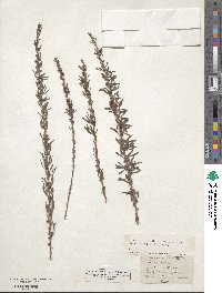 Lespedeza cuneata image