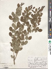 Lespedeza bicolor image