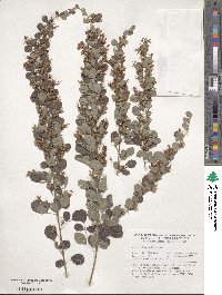 Lespedeza bicolor image