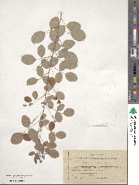 Lespedeza bicolor image