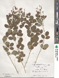 Lespedeza bicolor image