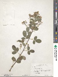 Lespedeza bicolor image