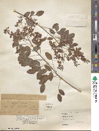 Lespedeza bicolor image