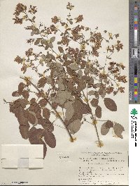 Lespedeza bicolor image