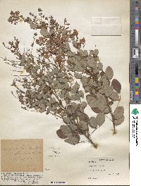 Lespedeza bicolor image