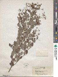 Lespedeza bicolor image