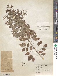 Lespedeza bicolor image