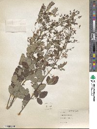 Lespedeza bicolor image