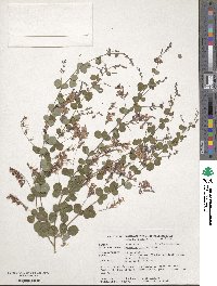 Lespedeza bicolor image