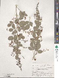 Lespedeza bicolor image