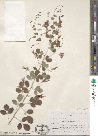 Lespedeza bicolor image