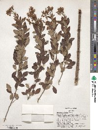 Lespedeza bicolor image