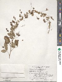 Lespedeza bicolor image