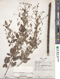 Lespedeza bicolor image