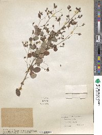 Lespedeza bicolor image