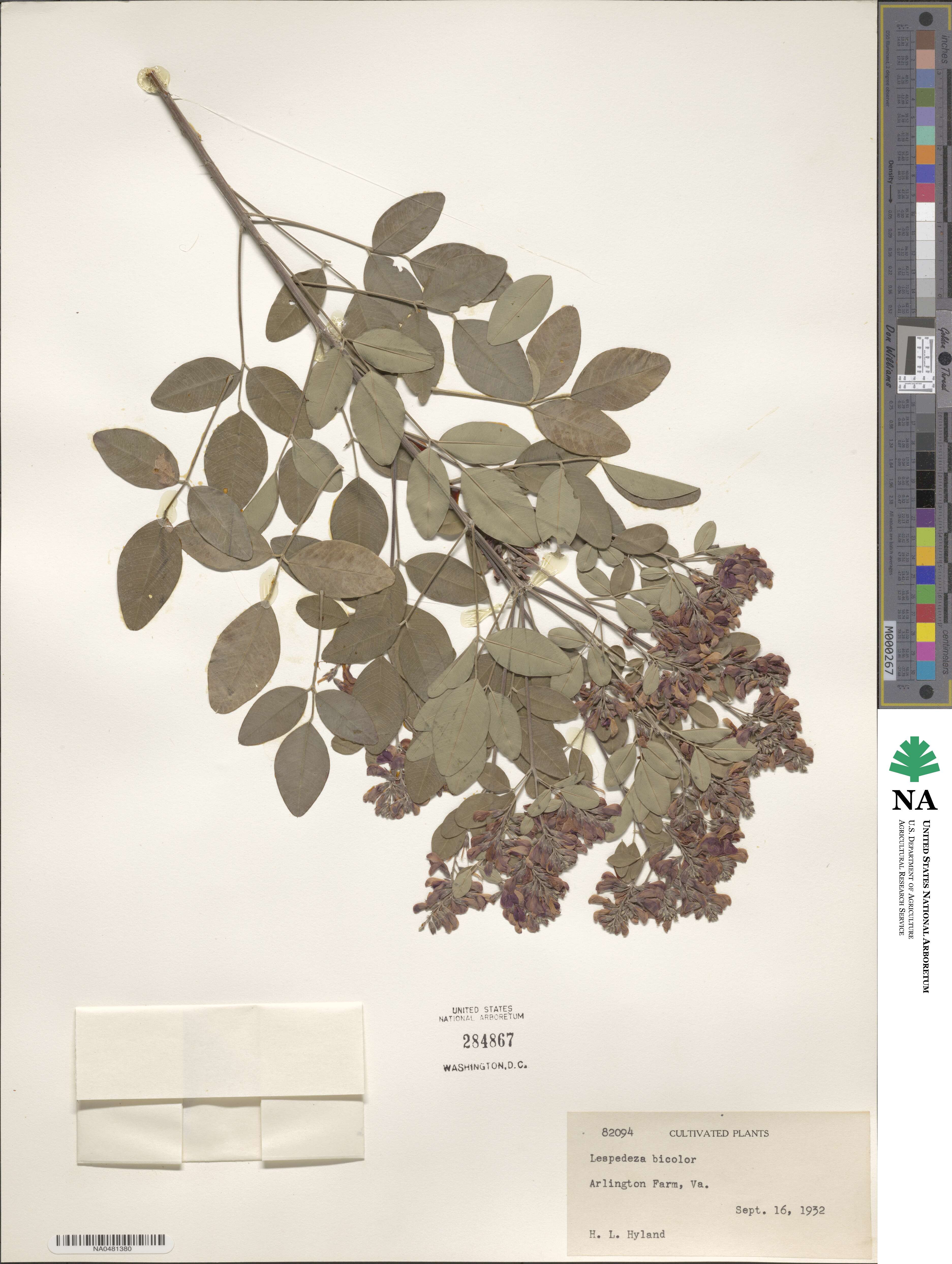 Lespedeza bicolor image