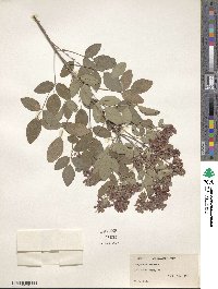 Lespedeza bicolor image