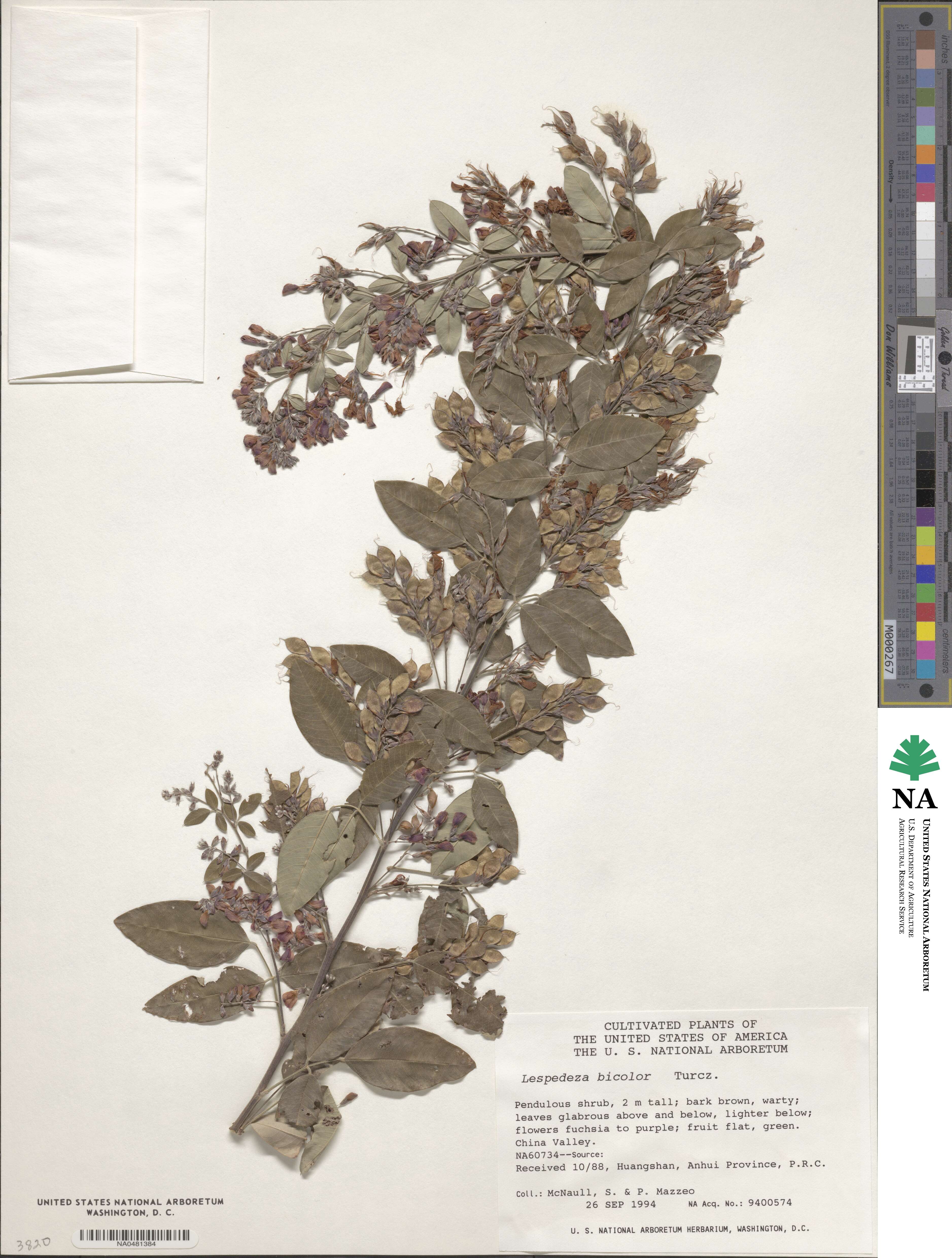 Lespedeza bicolor image